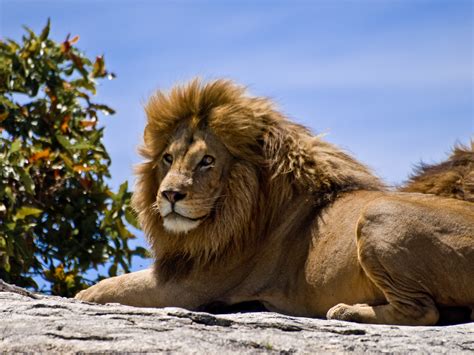 lion pictures images